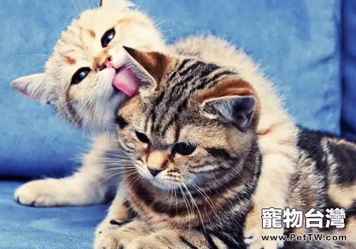 四類食物可能導致貓咪疾病（共2張圖片）-寵物台灣