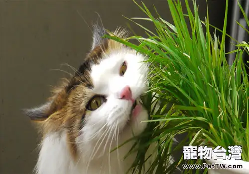 多大的貓咪可以喂貓草？（1圖）-寵物台灣