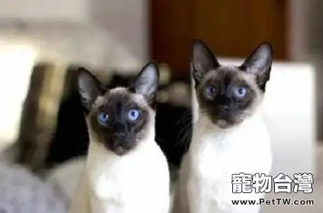 暹羅貓驅蟲後還是拉軟便怎麼辦？（共3張圖片）-寵物台灣