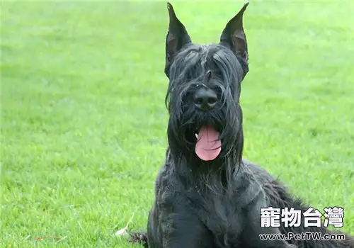 巨型雪納瑞的品種簡介(1圖)-寵物台灣