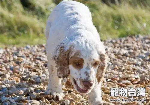 克倫伯獵鷸犬的性格特點(1圖)-寵物台灣