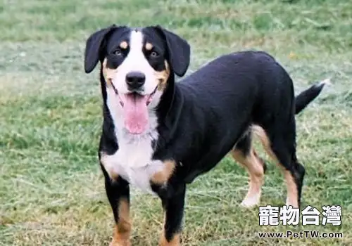 狗狗貧血怎麼辦(1圖)-寵物台灣