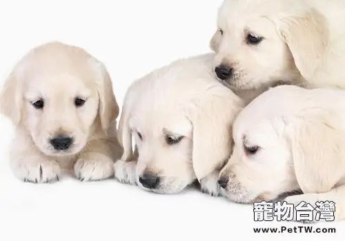 剛領回家的狗狗不吃飯怎麼辦（1圖）-寵物台灣