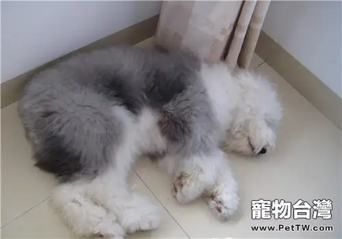 犬腦膜炎的防治方法(1圖)-寵物台灣