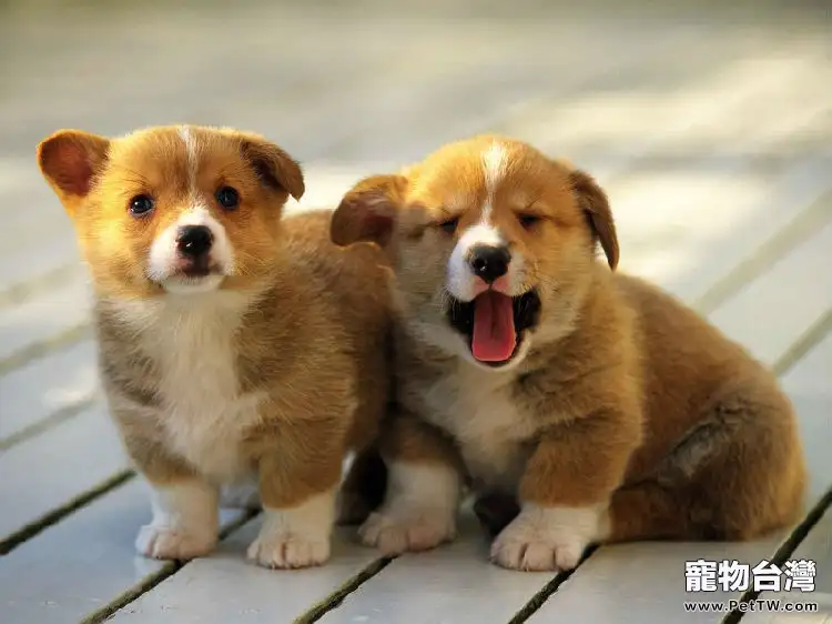 藏獒得螨蟲解決辦法(1圖)-寵物台灣