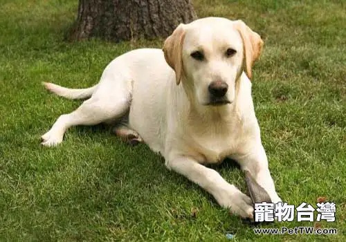 拉布拉多多少錢一隻？影響價格的原因有哪些？（1圖）-寵物台灣