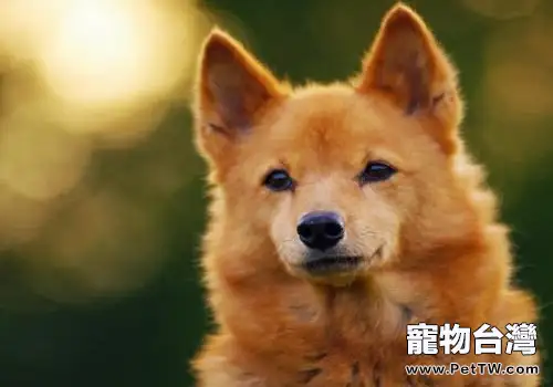 芬蘭獵犬怎麼樣？芬蘭獵犬特點介紹（1圖）-寵物台灣