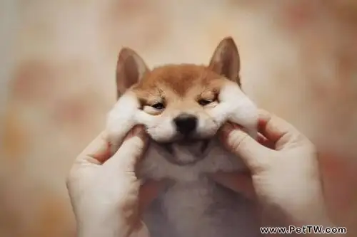 狗吃自己的屎怎麼辦？狗吃自己的屎什麼原因？（共3張圖片）-寵物台灣