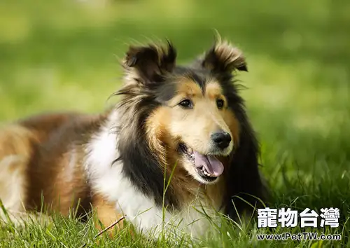 基因決定狗狗的毛髮特徵(1圖)-寵物台灣