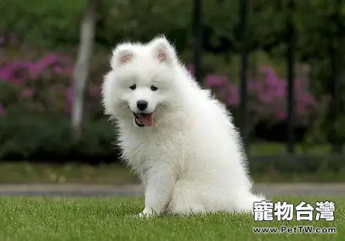 愛斯基摩犬和薩摩耶的區別（1圖）-寵物台灣