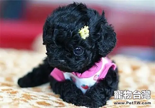 小體型的狗狗並非是餓出來的（1圖）-寵物台灣