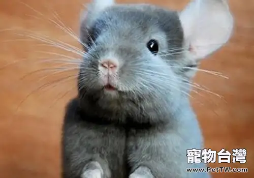 維生素C對龍貓有哪些作用（共2張圖片）-寵物台灣