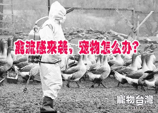 H7N9禽流感來襲，寵物怎麼辦？