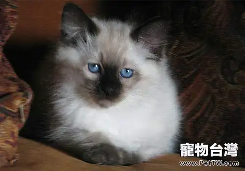 如何飼養巴厘貓