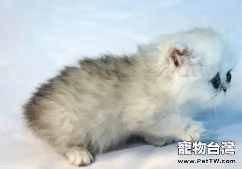 金吉拉貓的性格特點如何(1圖)-寵物台灣