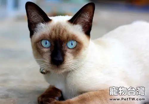 暹羅貓真的是很聒噪的貓咪嗎