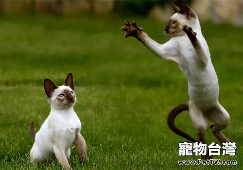 如何養護暹羅貓(1圖)-寵物台灣
