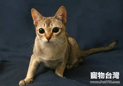 新加坡貓品種簡介(1圖)-寵物台灣