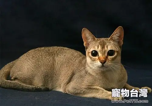 新加坡貓的形態特徵