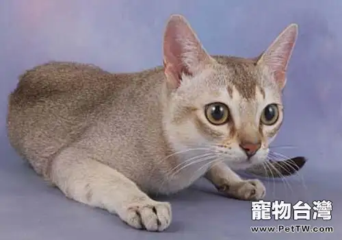 新加坡貓的性格特點