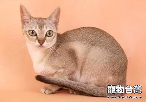 新加坡貓的餵食要求