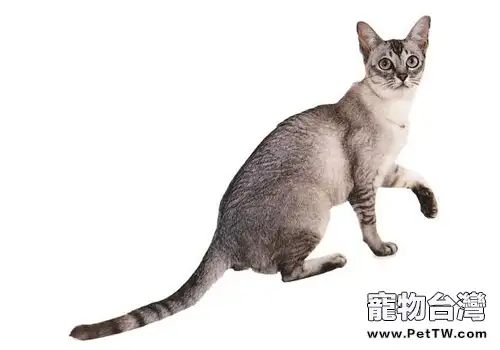 波米拉貓的品種簡介(1圖)-寵物台灣