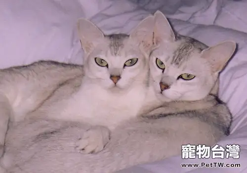 波米拉貓的形態特徵如何(1圖)-寵物台灣