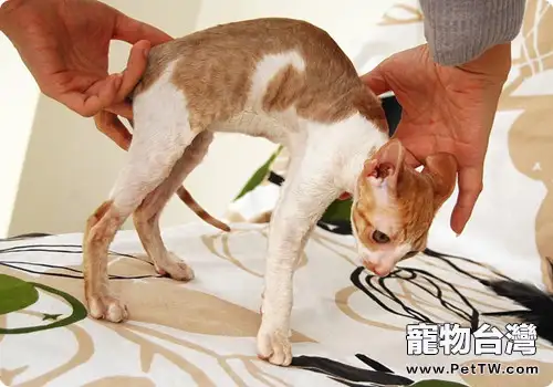 柯尼斯卷毛貓的形態特稱(1圖)-寵物台灣