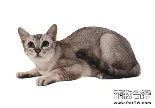波米拉貓的性格特徵如何(1圖)-寵物台灣