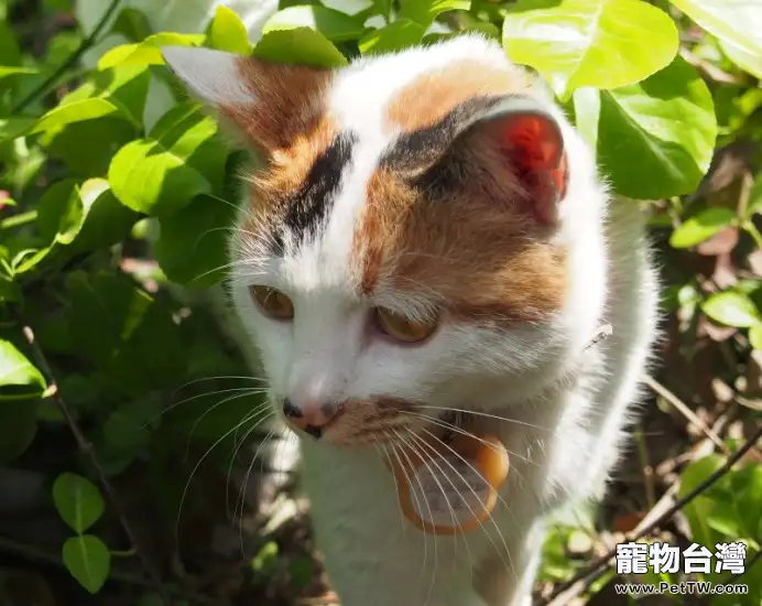 三花貓就一定是母貓的說法對嗎