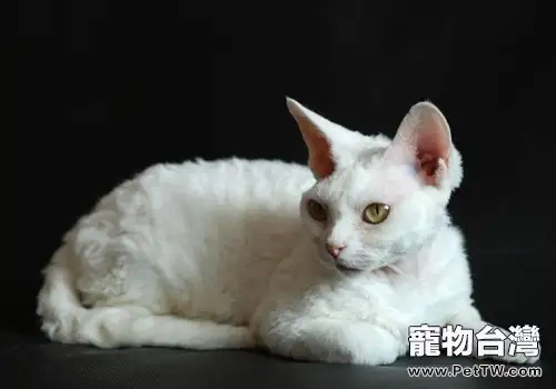 東方貓的形態特徵如何(1圖)-寵物台灣
