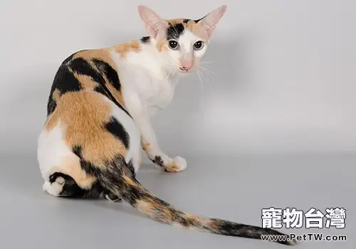 東方貓的性格特點(1圖)-寵物台灣