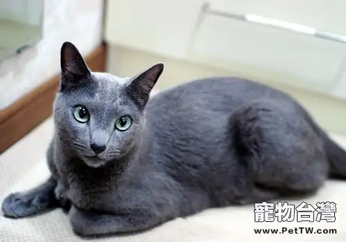 俄羅斯藍貓品種簡介(1圖)-寵物台灣