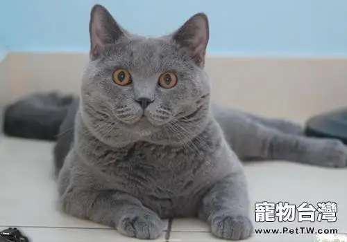 沙特爾貓的性格特點(1圖)-寵物台灣
