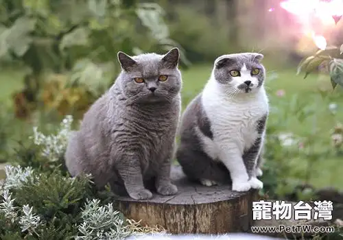 沙特爾貓的養護知識(1圖)-寵物台灣