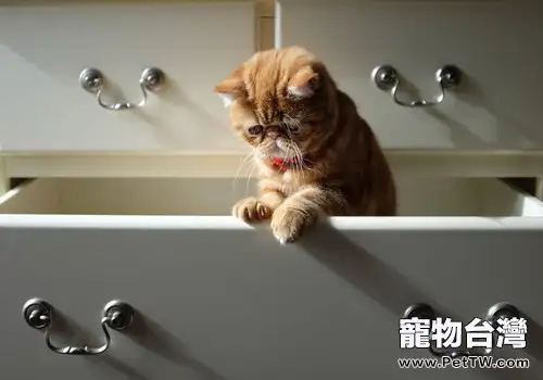 美國短毛貓的餵食要求(1圖)-寵物台灣