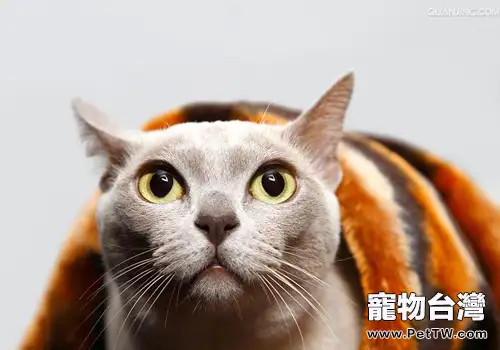 緬甸貓的性格特點（1圖）-寵物台灣
