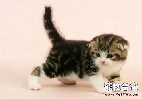 蘇格蘭摺耳貓性格特點（1圖）-寵物台灣