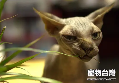 斯芬克斯貓(加拿大 無毛貓)的形態特徵(1圖)-寵物台灣