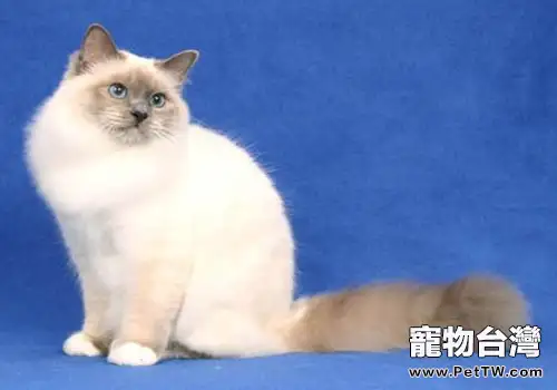 內華達貓的品種介紹(1圖)-寵物台灣
