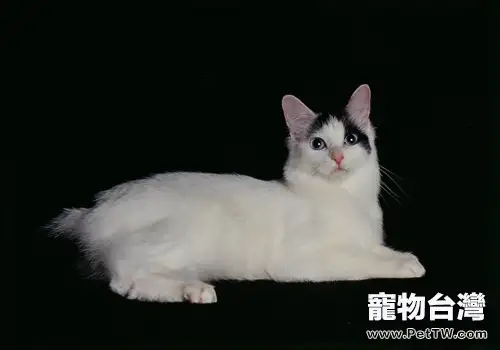 日本短尾貓的品種介紹