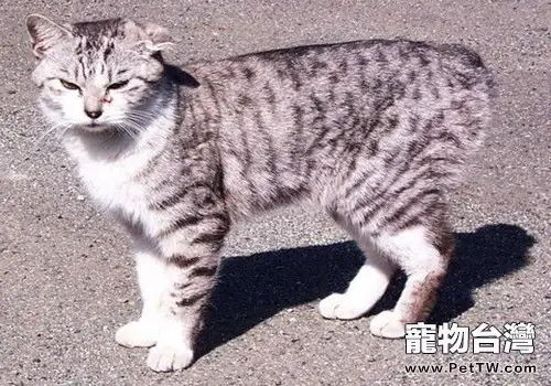 日本短尾貓的形態特徵