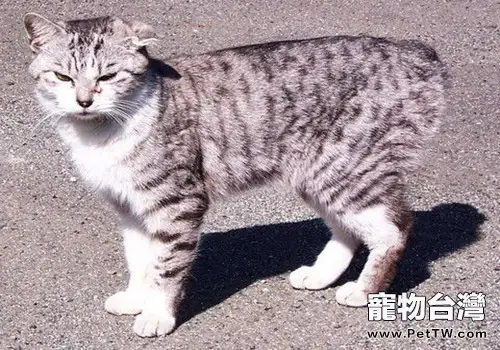 日本短尾貓的形態特徵(1圖)-寵物台灣