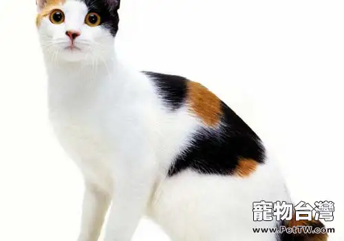 日本短尾貓的性格特點