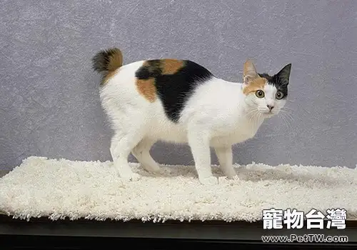 日本短尾貓的餵食要求