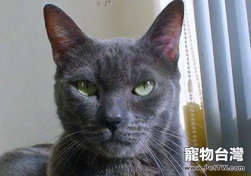 科拉特貓的養護知識(1圖)-寵物台灣