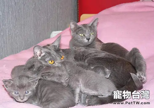 科拉特貓的餵食要求（1圖）-寵物台灣