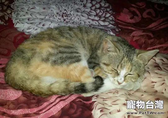 貓咪是真的懶，還是只是懶得搭理你？