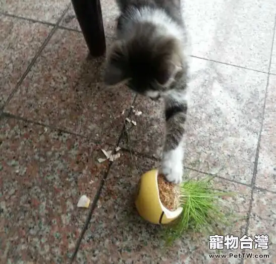 貓咪是真的懶，還是只是懶得搭理你？