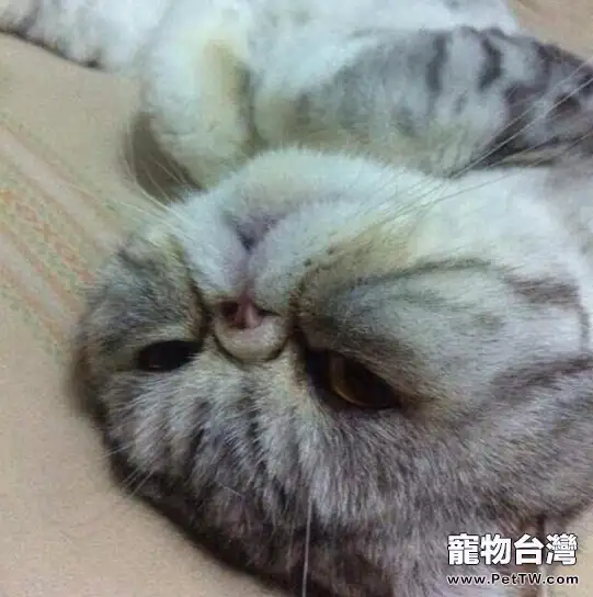 貓咪是真的懶，還是只是懶得搭理你？